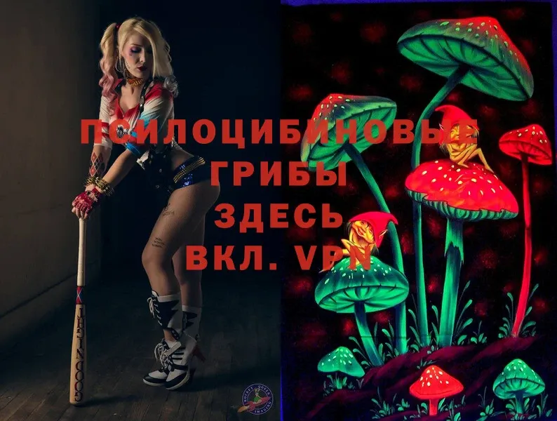 Псилоцибиновые грибы Cubensis  Микунь 